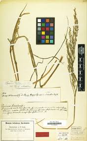 Image result for Enteropogon monostachyos
