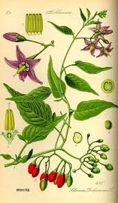 Solanum Dulcamara Nightshade Vegetables Poisonous Plants Nightshade