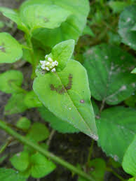 Image result for Persicaria nepalensis