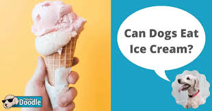 Can Dogs Eat Ice Cream Is Ice Cream Bad For Dogs