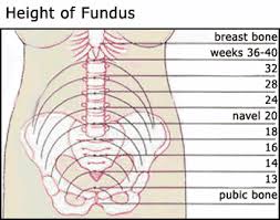 fundus location during preganancy height of fundus chart