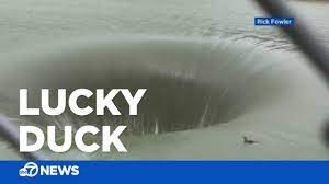 Duck survives plunge down 'Glory Hole' spillway - YouTube