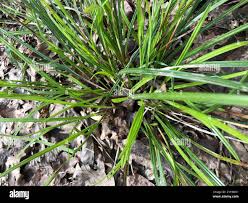 Image result for Scleria