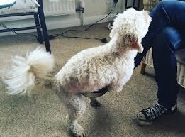 Ask A Vet Why Does My Female Dog Hump Things