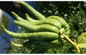 Image result for Citrus medica