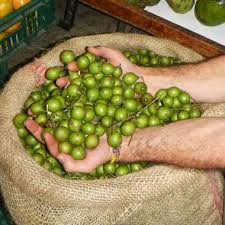 Image result for Melicoccus