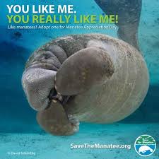 Bishop Museum Of Science And Nature Jobs Today Is Manatee Appreciation Day Do Your Part By Adopting One Of These Lovable Animals Here Http Bit Ly 1crzn86 Manatee Sea Cow Animals