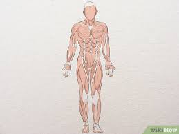 So, if you are a visual learner like me, then you know that learning all of the muscles in the human body can be a daunting task if you don't have visuals to aid in your studying. 3 Easy Ways To Learn Anatomy For Drawing Wikihow