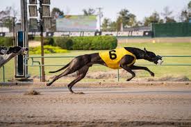 Committees, due to their reliance on several different opinions and viewpoints, produce results that are fragmented, inefficient, or of poor quality a: 700 Java Ideas In 2021 Dogs Grey Hound Dog Whippet