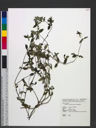 Image result for Spermacoce mauritiana