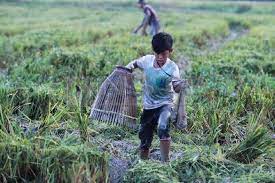 Pengaturan air pada tanaman padi sawah. Ilmu Pesawah Melayu Menanam Padi Zaman Kedah Tua Kalendar Piama Iluminasi