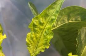 Image result for Alfalfa mosaic virus