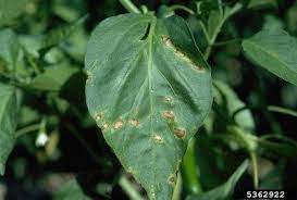 Barriers in plants, but focus primarily on hybrid necrosis. Treating Pepper Leaf Spots Signs And Symptoms Of Bacterial Leaf Spot