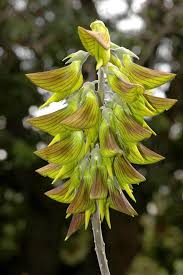 Image result for Crotalaria insignis