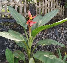 Image result for Musa ornata