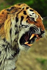 dreamtigers wolves brazenbvll wild tigers roaring c animals wild animals animals beautiful