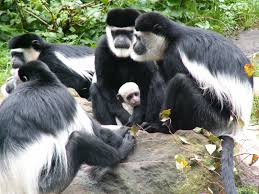 Free Monkies With Child Stock Photo Freeimages Com Wild monkies in sri lanka. free monkies with child stock photo