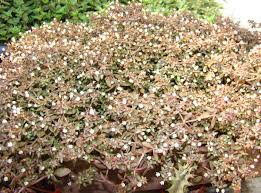 Image result for Crassula expansa