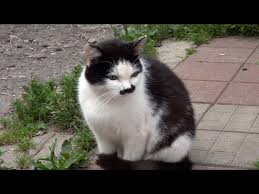 Image result for kitler