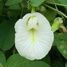 Gather the necessary supplies and find a flat, clean. Butterfly Pea With White Flowers Seeds Clitoria Ternatea