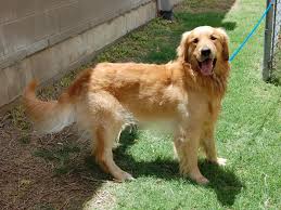 Cash Is A 1 5 Year Old Male Golden For More Details Go To Http Www Goldenretrievers Org O Golden Retriever Rescue Golden Retriever Golden Retriever Adoption