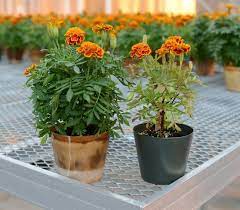 Scientists Explore Environmental Advantages Of Horticultural Bioplastics Plants Growing Marigolds Planting Marigolds