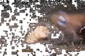 Https Encrypted Tbn0 Gstatic Com Images Q Tbn And9gcr23qtgzhyjdcd135gtzrs 4lg Iojgfjmp1w Usqp Cau