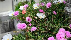 Koleksi ros jepun/bunga krokot cik afifah kembali lagi.beberapa jenis koleksi bunga. Ros Jepun A K A Portulaca Grandiflora Youtube Portulaca Grandiflora Rose Plants