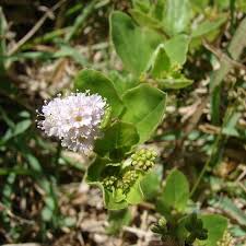 Image result for Boerhavia repens