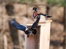 Henry wood ducks wood ducks barrow's goldeneyes common goldeneyes hooded mergansers vulgar here are plans. How To Build A Duck Nest Box Scout Life Magazine