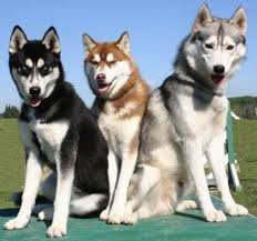 Black And White Husky Puppy For Sale Siberian Huskies Tags Puppy Facts Funny Face Training Tips For Sale Red Black White Mix Tattoo Names Color Siberian Husky Husky Dogs Husky Puppy
