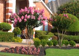 When hawthorns blossom in late spring/early summer, the tree is covered by clusters of white flowers. Flowering Trees In Texas An Overview Lee Ann Torrans Gardening
