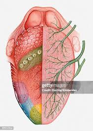 Image result for Taste Sensation