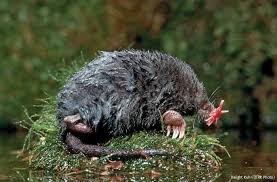 Image result for Mole