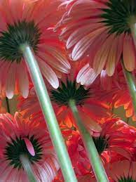Img 0927 Flowers Photography Worms Eye View Beautiful Flowers