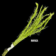 Image result for Mayaca