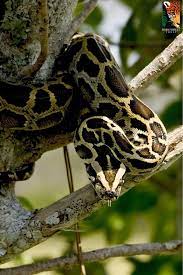 The Burmese Python Is One Of The Largest Snakes In The World They Can Grow Up To 23 Feet Long And Weigh Up To 200 Poun Burmese Python Snake Reticulated Python