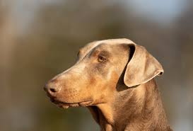 Check spelling or type a new query. Doberman Colors From Blue To Red Dobermans Pawleaks