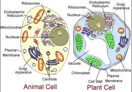 Maybe you would like to learn more about one of these? Cells And Organelles Biology Quizizz