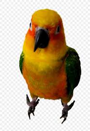 House pet sitting cairns,cairns,mooroobool hi lovely cairns people, my name is aysha i'm a 26 year old animal lover whose boyfriend wont allow me to have another dog, but he will build me some luxury boarding house pet sitting cairns. Lovebird Pet Sitting Parrot Parakeet Png 937x1361px Bird Animal Beak Common Pet Parakeet Fauna Download Free