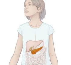 Karena untuk mendapatkan berat badan ideal tidak perlu mengurangi jumlah frekuensi makan, akan tetapi. Diet Untuk Menu Sampel Pankreatitis Pankreas Keto Diet