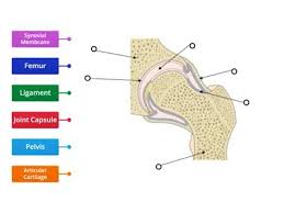 This diagram depicts synovial joint diagram. Synovial Joint Teaching Resources