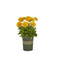 Common names include calliopsis and tickseed, a name shared with various other plants. Coreopsis Perennials At Lowes Com