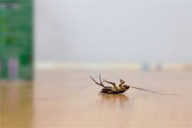 Marco island pest control and exterminators by bug free services. Marco Island Fl Spider Control Pest Eliminator Florida Bug Men