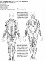 There are around 650 skeletal muscles within the typical human body. The Muscular System Coloring Pages Coloring Home