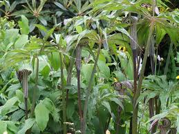 Image result for Arisaema mildbraedii