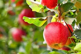 Tree fruit research and extension. Tree Fruits Perennia