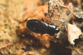 Image result for Plinthus