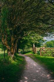 Shady Country Path In Wales Great Britain Fixeche Photography Nature Photography Landscape Landscape Photography