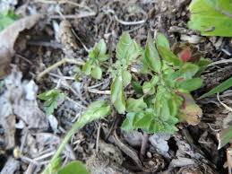 Image result for Phaulopsis imbricata